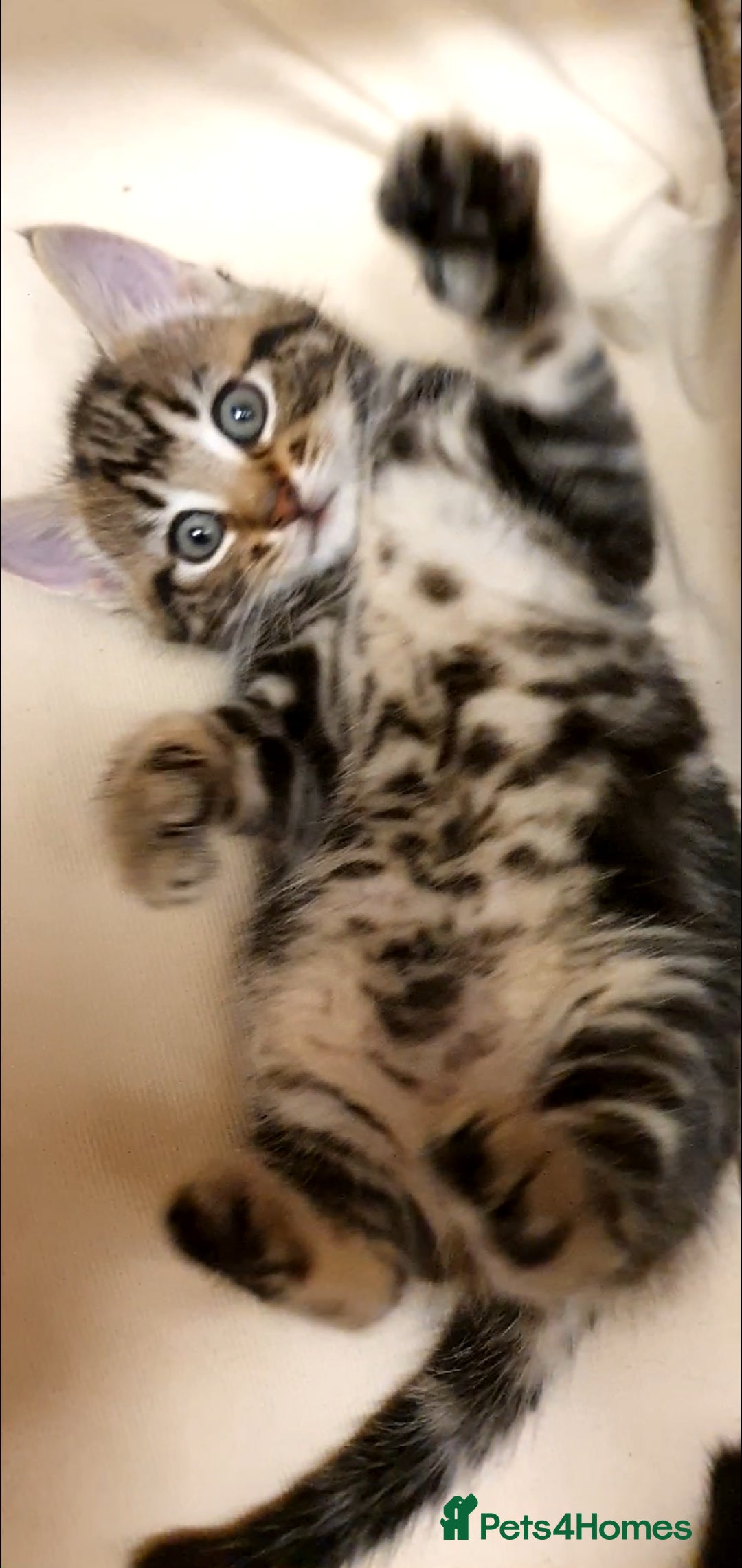 Bengal cats for sale: Half bengal kittens for rehome - Advert 6