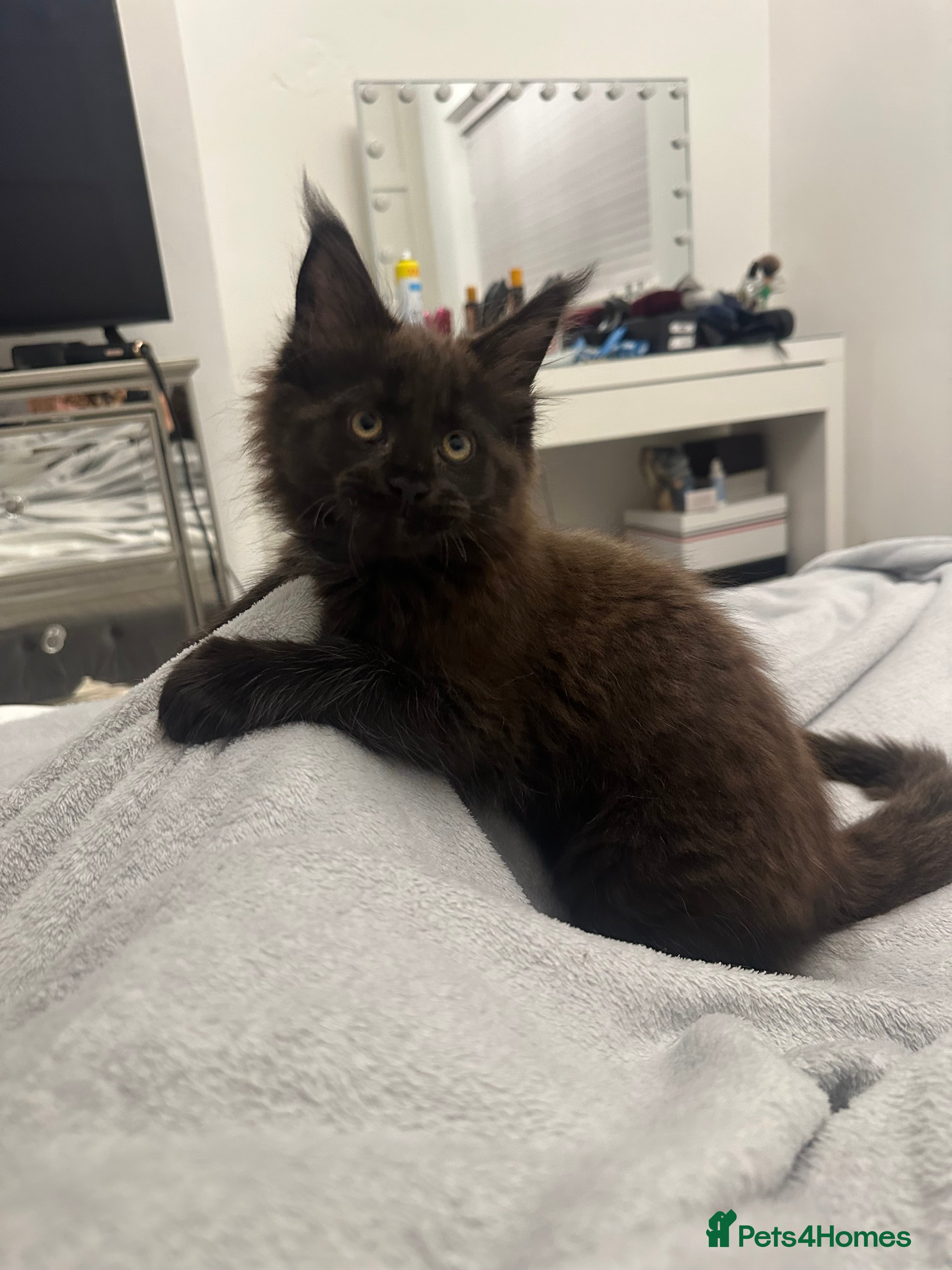 Maine Coon cats Maincoon kitten - Advert 7