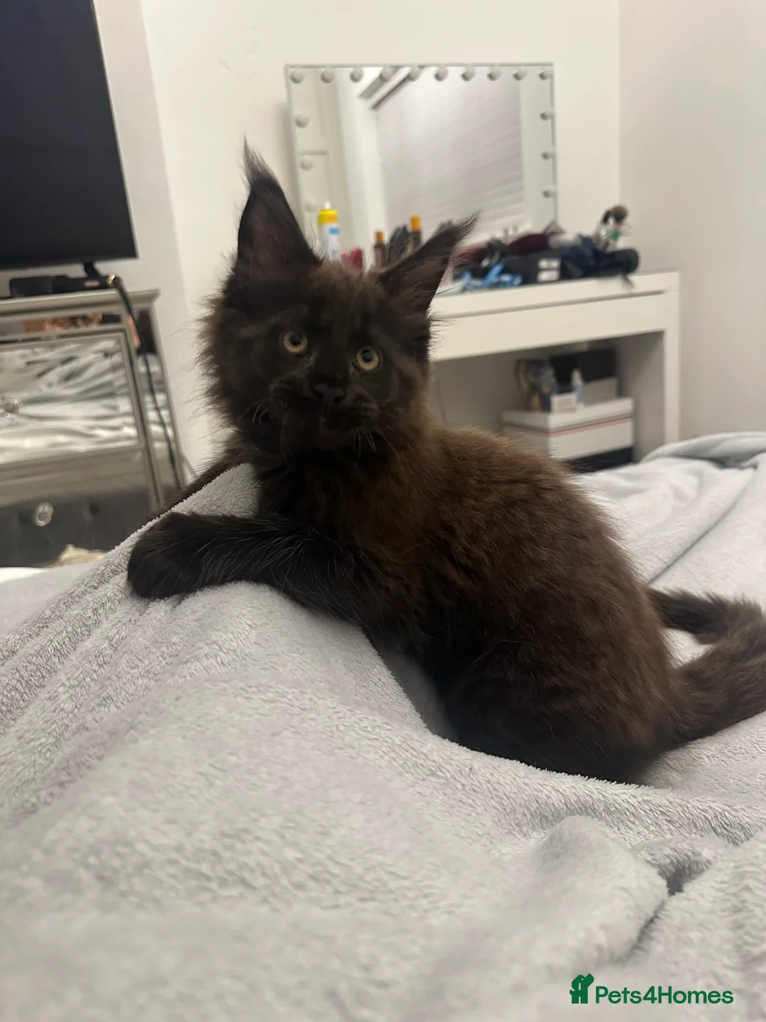 Maine Coon cats for sale: Maincoon kitten - Advert 1