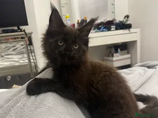 Maine Coon cats Maincoon kitten - Advert 3