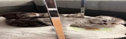 Scottish Fold cats for sale: Adorable Scottish Fold & Straight Kittens  - Advert 5
