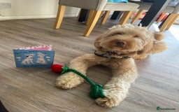 Australian Labradoodle dogs for sale: MALE Australian labradoodle 5 years old for sale - Image 2