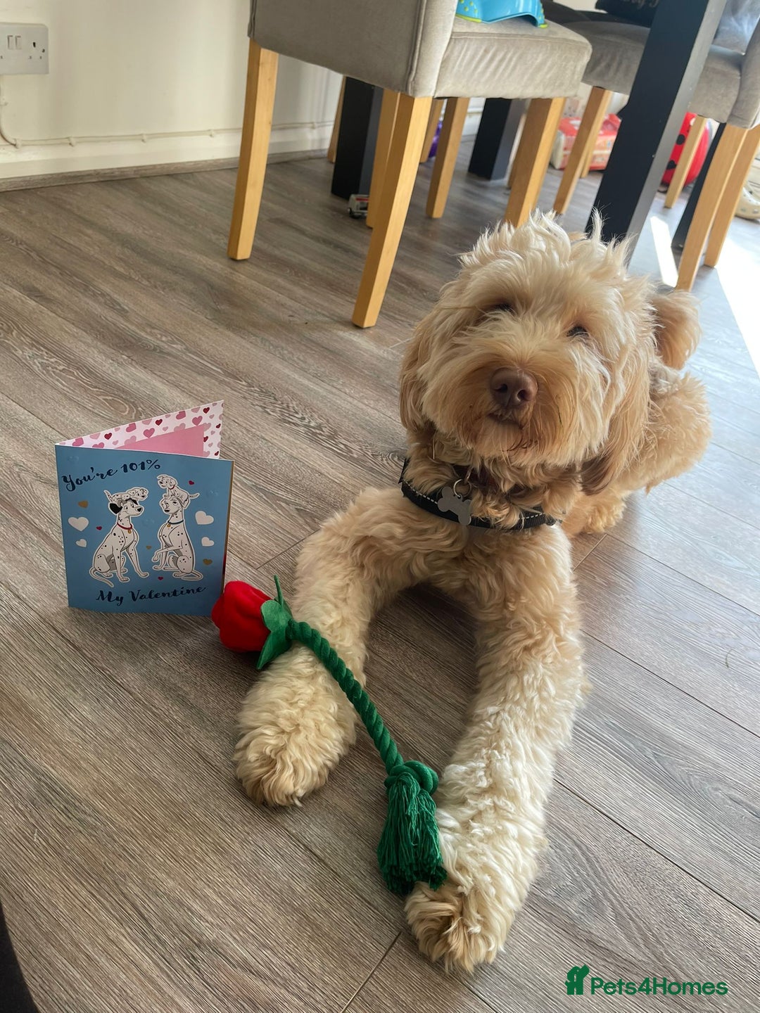 Australian Labradoodle dogs for sale: MALE Australian labradoodle 5 years old for sale - Image 2