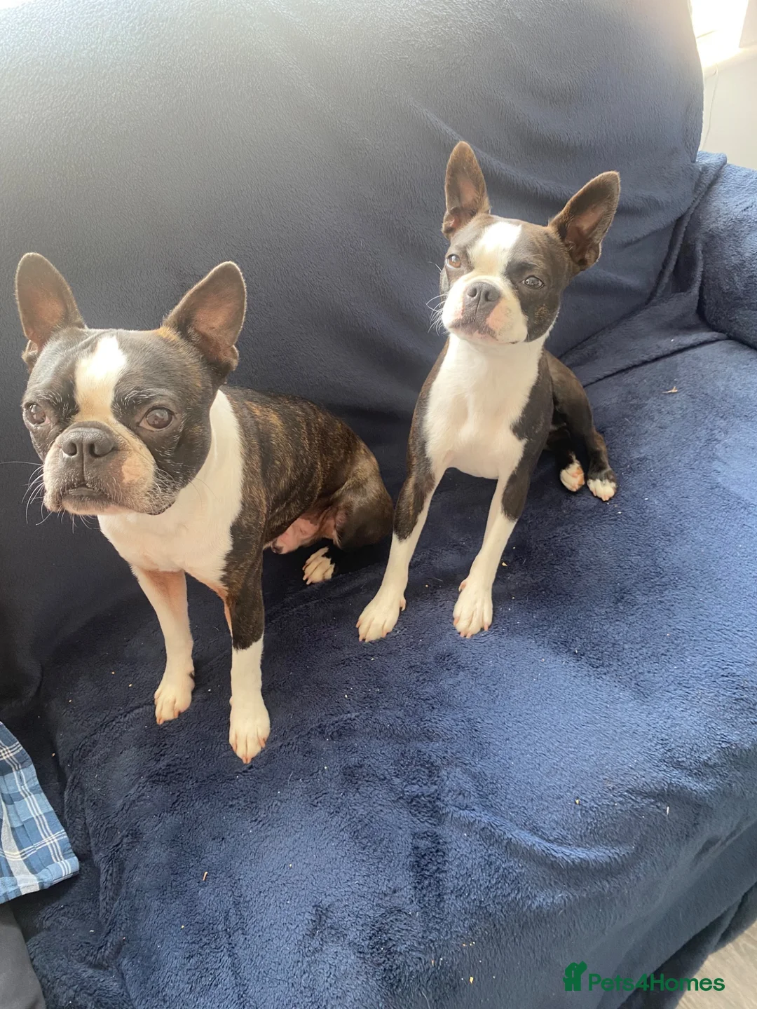 Boston Terrier dogs for sale: Five gorgeous puppies, looking for a forever home - Advert 18