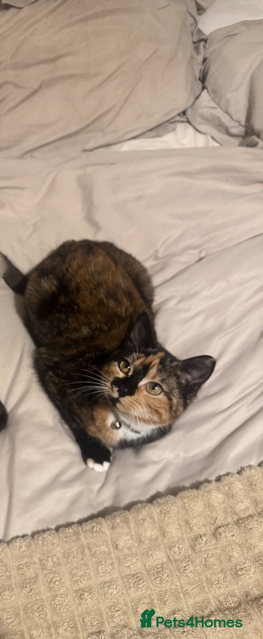 Mixed Breed cats Tortoise shell female - Advert 1