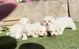 Maltese dogs for sale: Puppies Maltese  - Image 2
