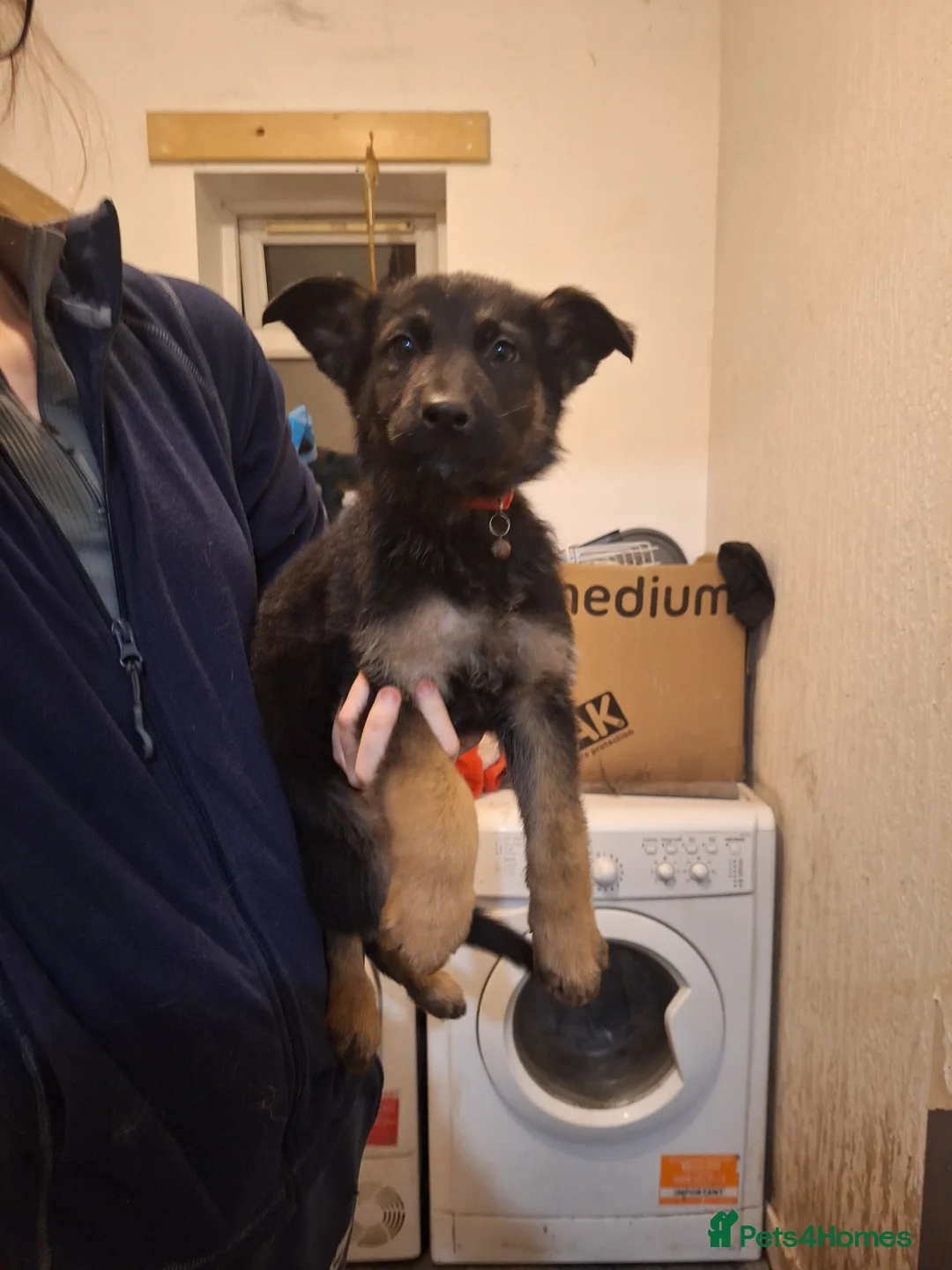 German Shepherd dogs for sale: German shepherd puppies  - Advert 4