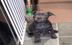 Staffordshire Bull Terrier dogs for sale: LAST ROYAL REGIMENT BOY KC REGISTERED  - Image 6