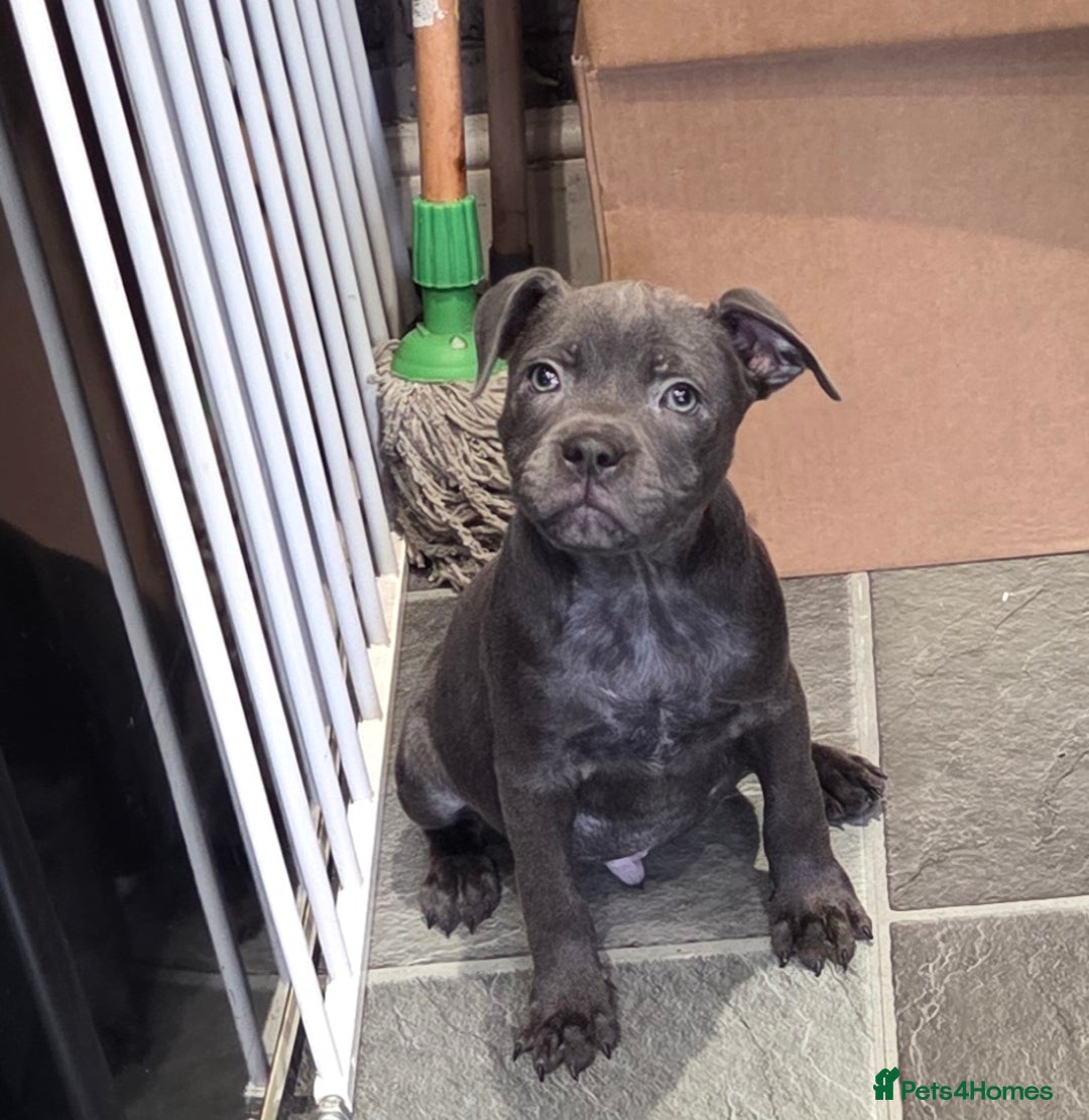 Staffordshire Bull Terrier dogs for sale: LAST ROYAL REGIMENT BOY KC REGISTERED  - Image 6