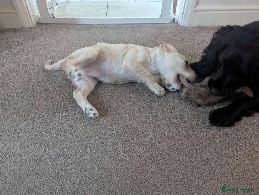 Cocker Spaniel dogs for sale: Working Cocker Spaniel puppies - Advert 31