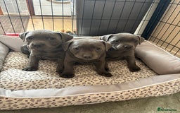 Staffordshire Bull Terrier dogs for sale: 3 chunky puppies  - Image 1