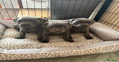 Staffordshire Bull Terrier dogs - Advert 15