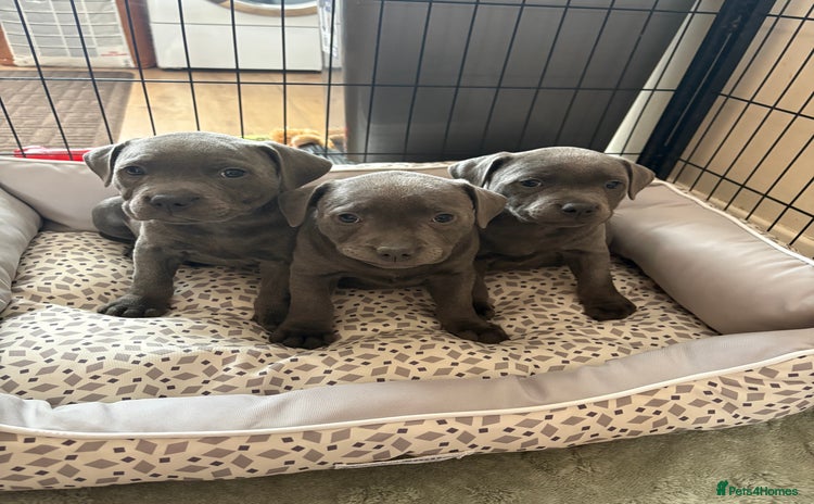 Staffordshire Bull Terrier dogs - Advert 2