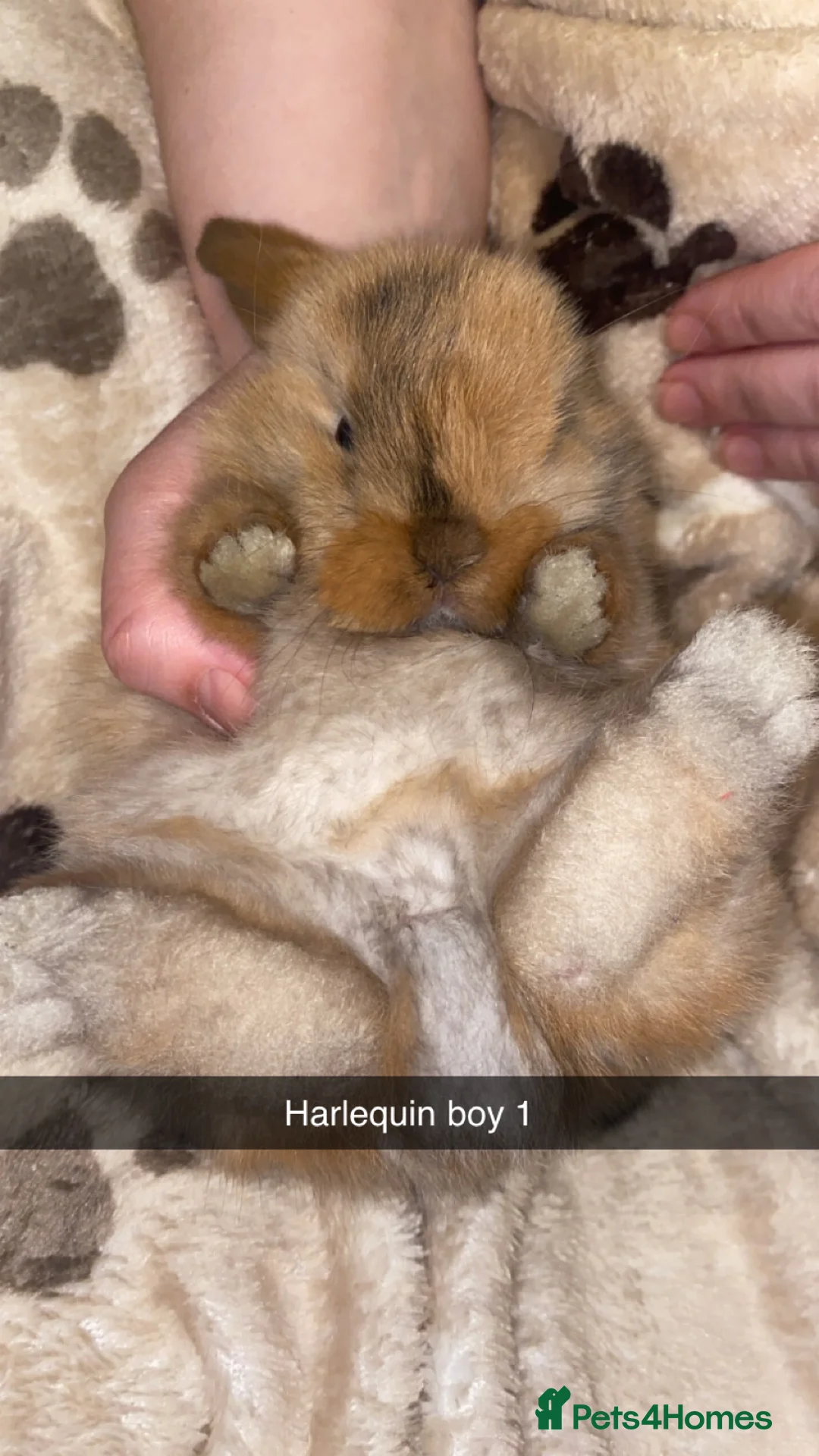 Mini Lop rabbits for sale: Mini Lop Babies Ready To Reserve  - Advert 3