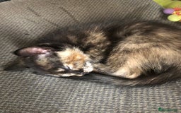 Mixed Breed cats for sale: Gorgeos - Image 7