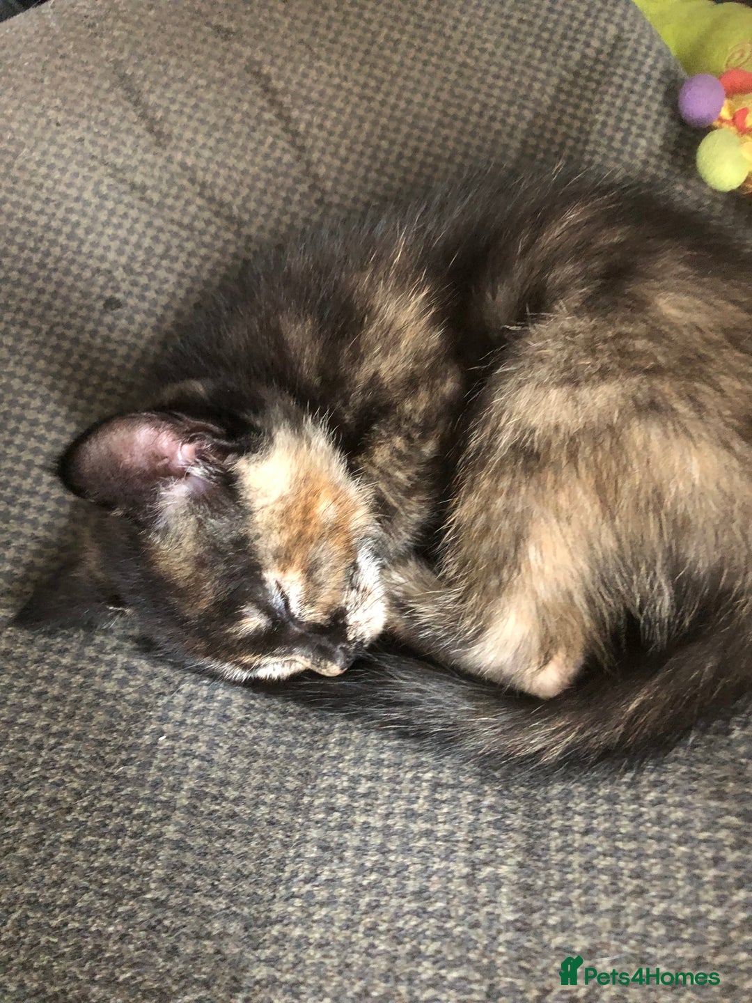 Mixed Breed cats for sale: Gorgeos - Image 7