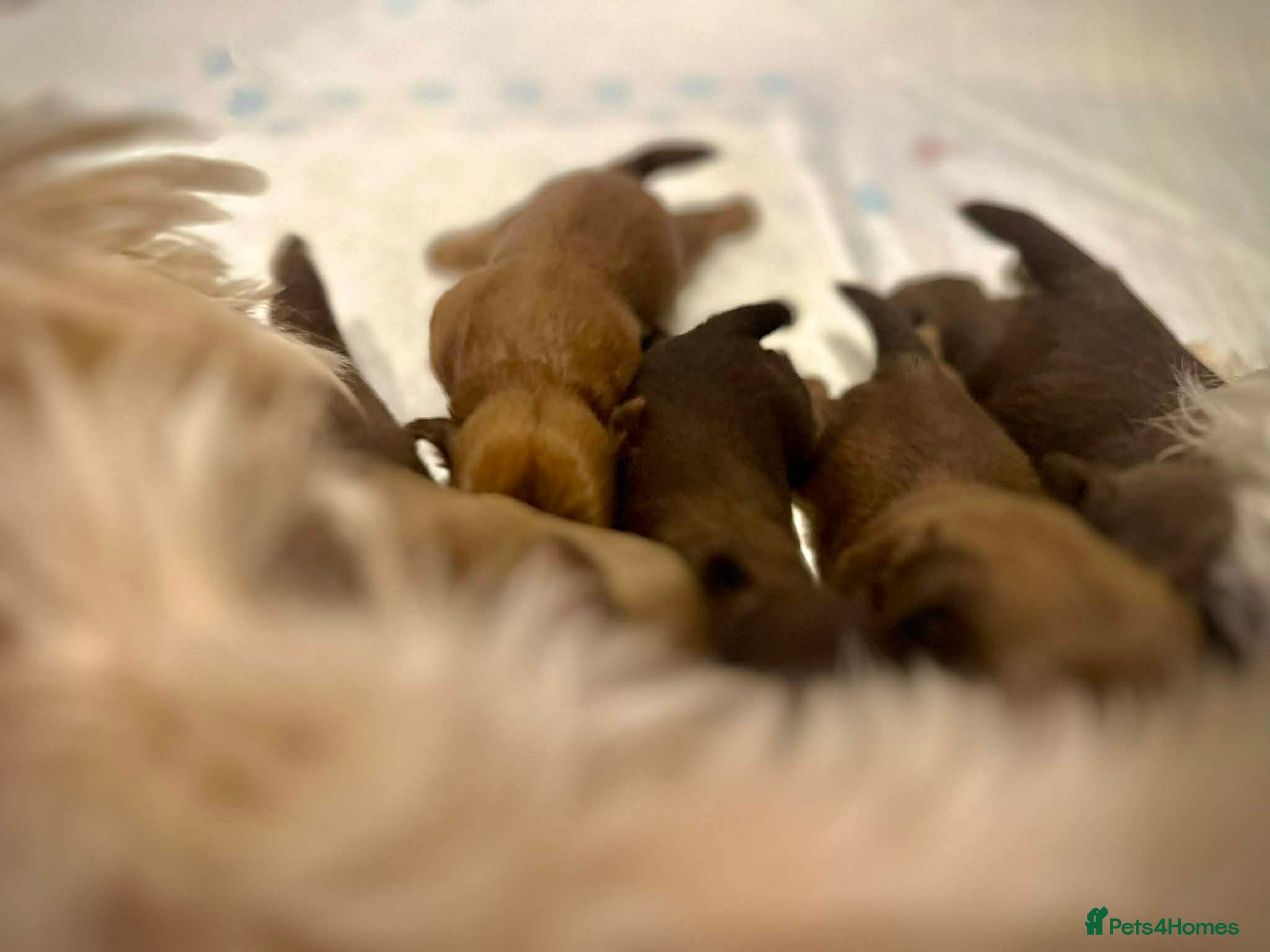 Shih Tzu dogs Beautiful Karashishi Imperial Shih Tzu Puppies  - Advert 3