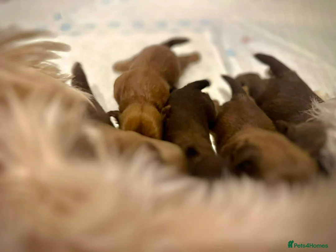 Shih Tzu dogs for sale: Beautiful Karashishi Imperial Shih Tzu Puppies  - Advert 1