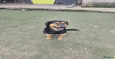 Mixed Breed dogs - Advert 2