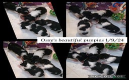 Biewer Terrier dogs for stud: Purebred Pedigree Biewer Terrier Proven Stud in Merthyr Tydfil - Image 28