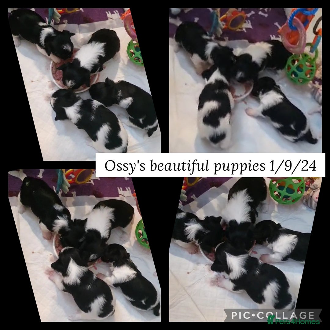 Biewer Terrier dogs for stud: Purebred Pedigree Biewer Terrier Proven Stud in Merthyr Tydfil - Image 28