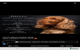 Cocker Spaniel dogs for sale: Stunning beautifully coloured Cocker Spaniel girl. - Image 8