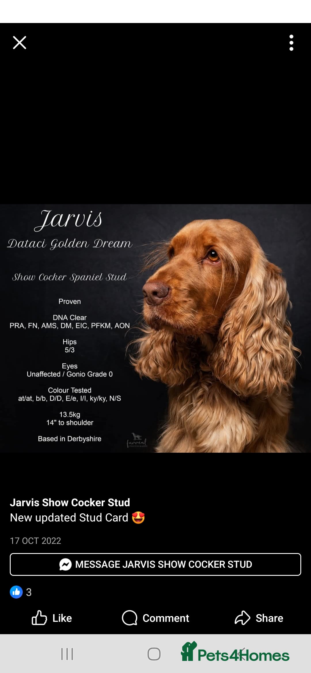 Cocker Spaniel dogs for sale: Stunning beautifully coloured Cocker Spaniel girl. - Image 8