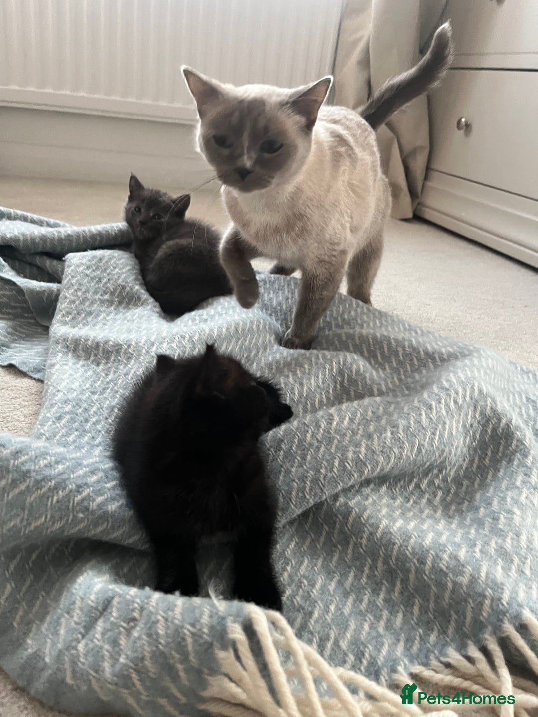 Ragdoll cats for sale: Very friendly Affectionate Ragdoll x kitten - Image 11