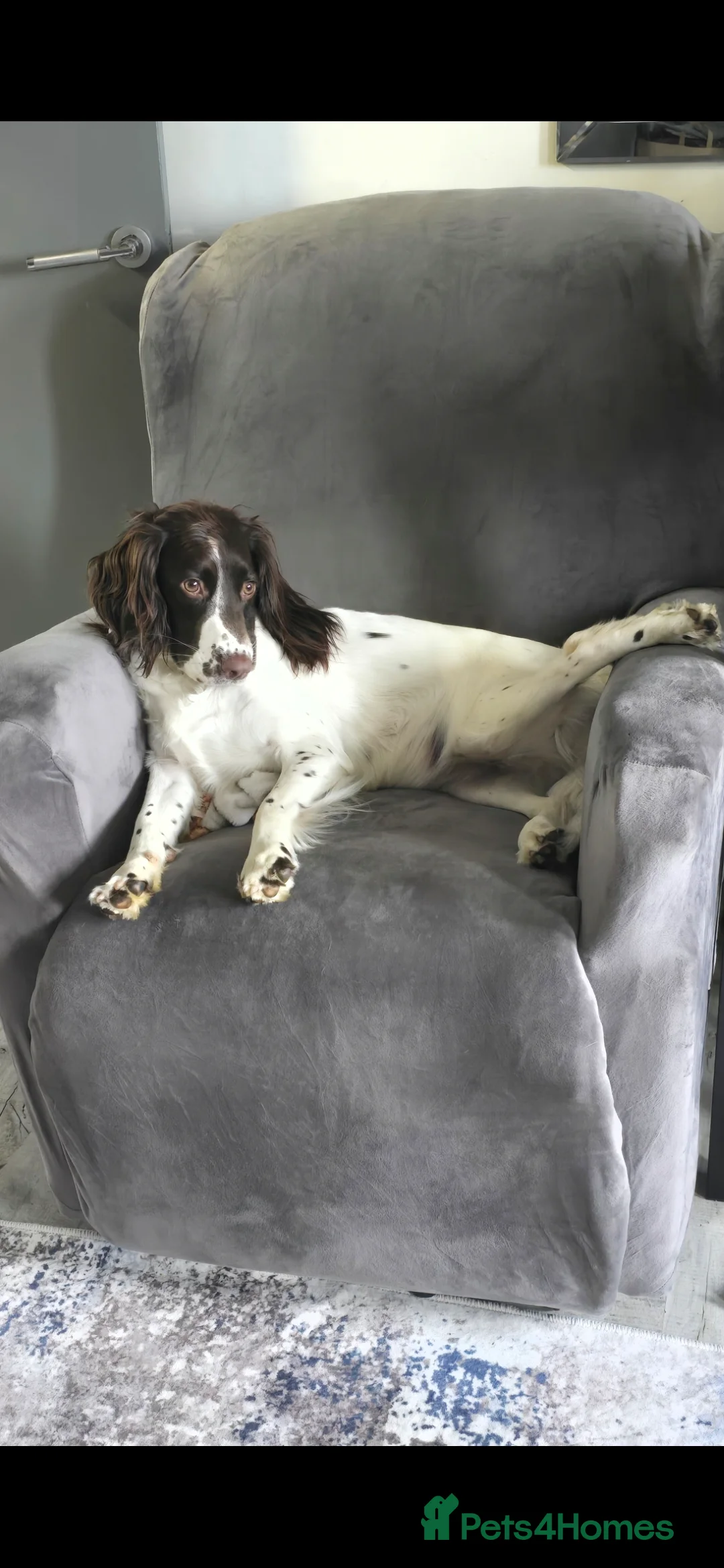 English Springer Spaniel dogs for sale: Health Tested KS English Springer Spaniel puppies  - Advert 10