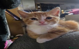 Mixed Breed cats for sale: My sweet pick n mix babies - Image 4