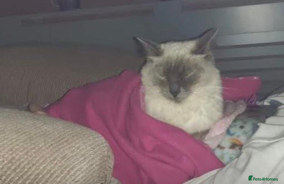 Ragdoll cats for sale: Beautiful GCCF Ragdoll Kittens  - Advert 9