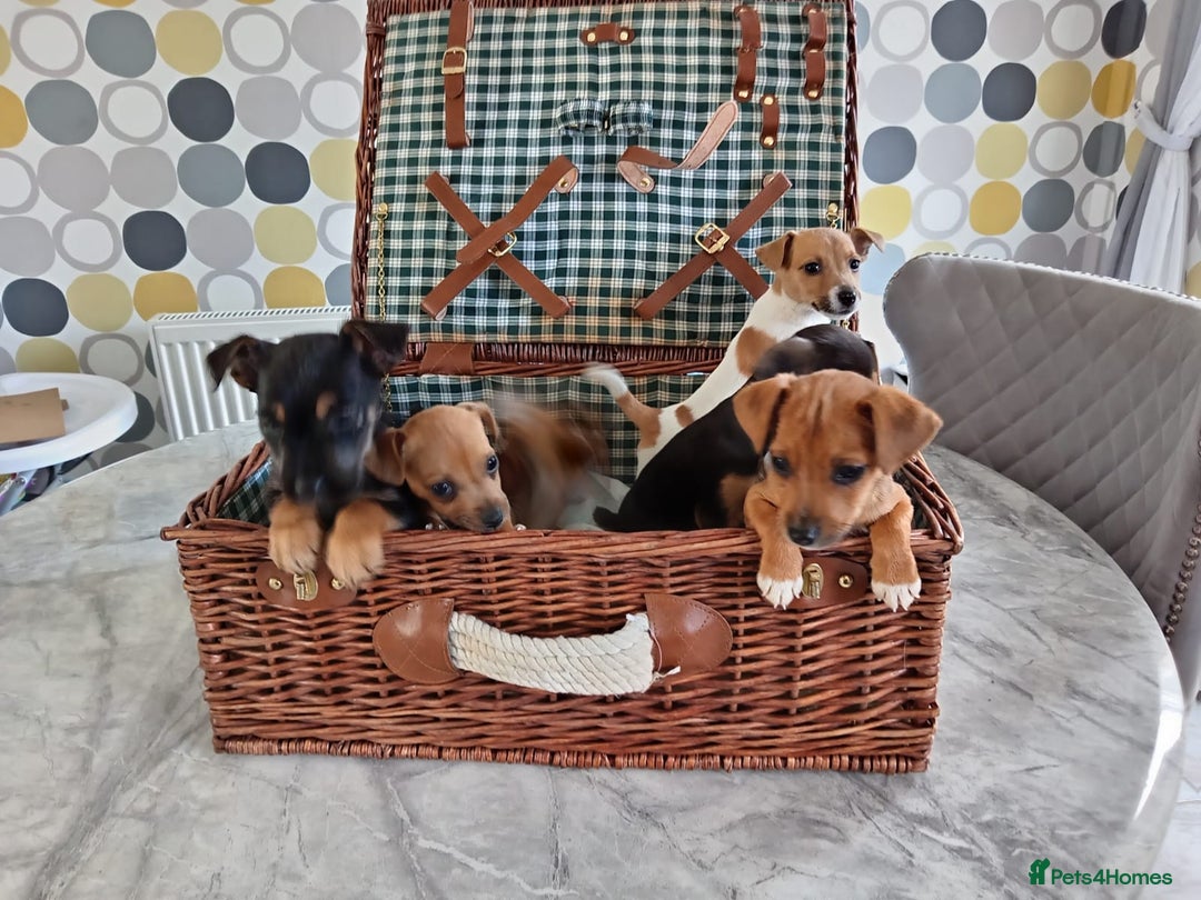 Jack Russell dogs for sale: Jack Russell Puppies Available Now  - Image 13