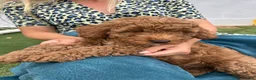 Cockapoo dogs for sale: Adorable F1BB Cockapoos - Advert 6