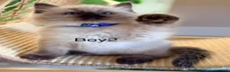 Ragdoll cats for sale: Stunning  European bloodline Ragdoll kittens  - Advert 16