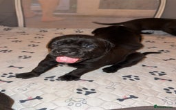 Cane Corso dogs for sale: Cane Corso pups - Image 4