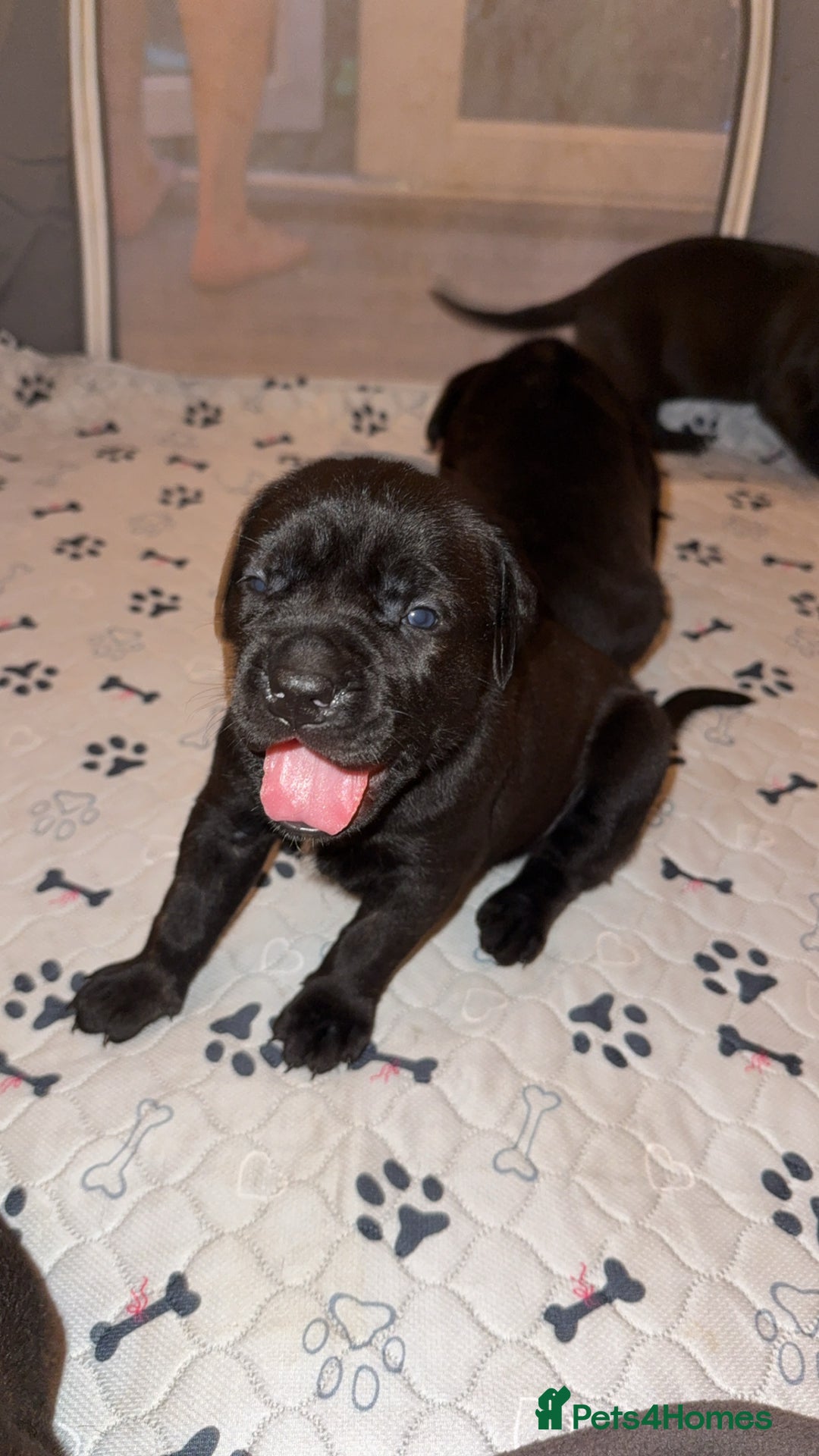 Cane Corso dogs for sale: Cane Corso pups - Image 4