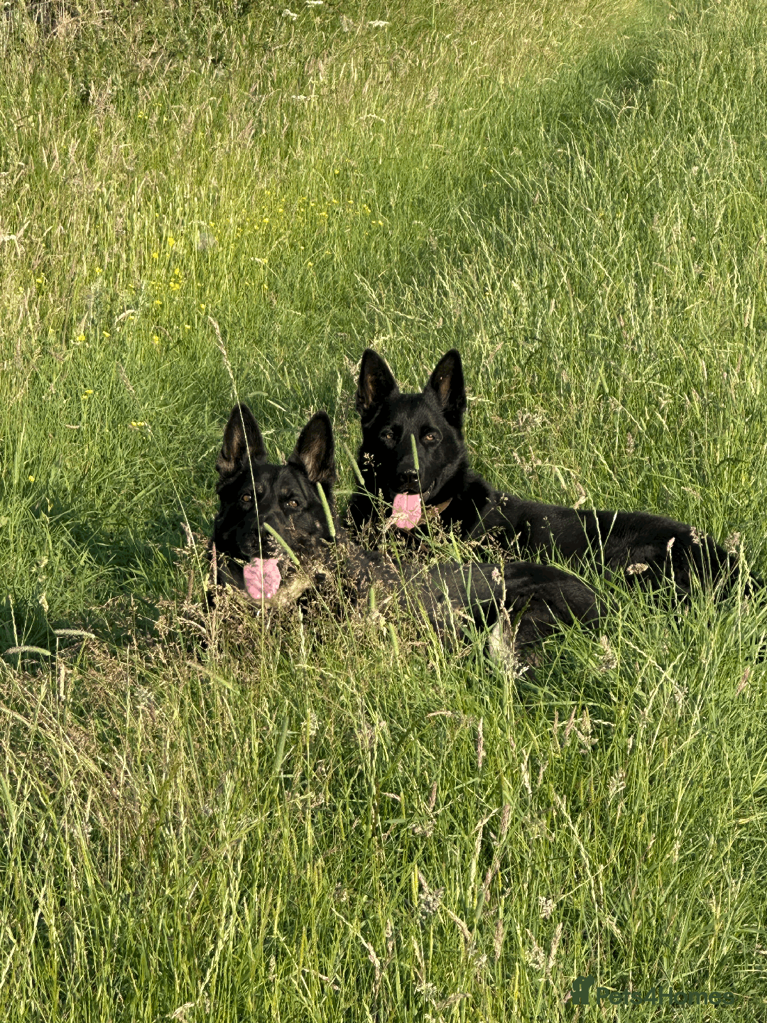 German Shepherd dogs for sale: FIVE EXCLUSIVE GSD PUPS, HOME RARED AND BRED. - Advert 22