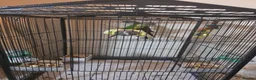 Conures birds for sale: Bonded Pair of Green Cheek Conures in Tring - Advert 3