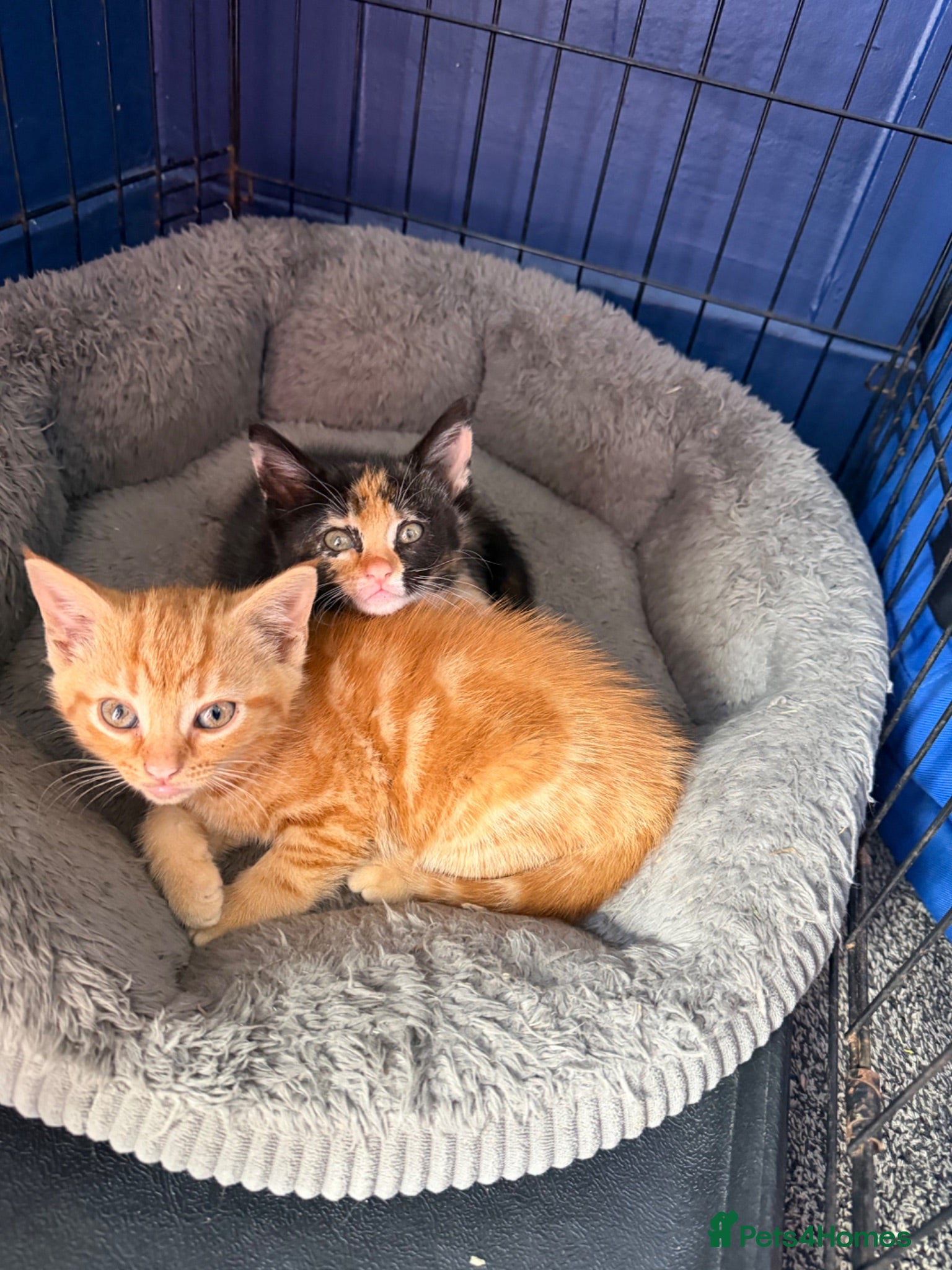 Mixed Breed cats Kittens for sale - Advert 5