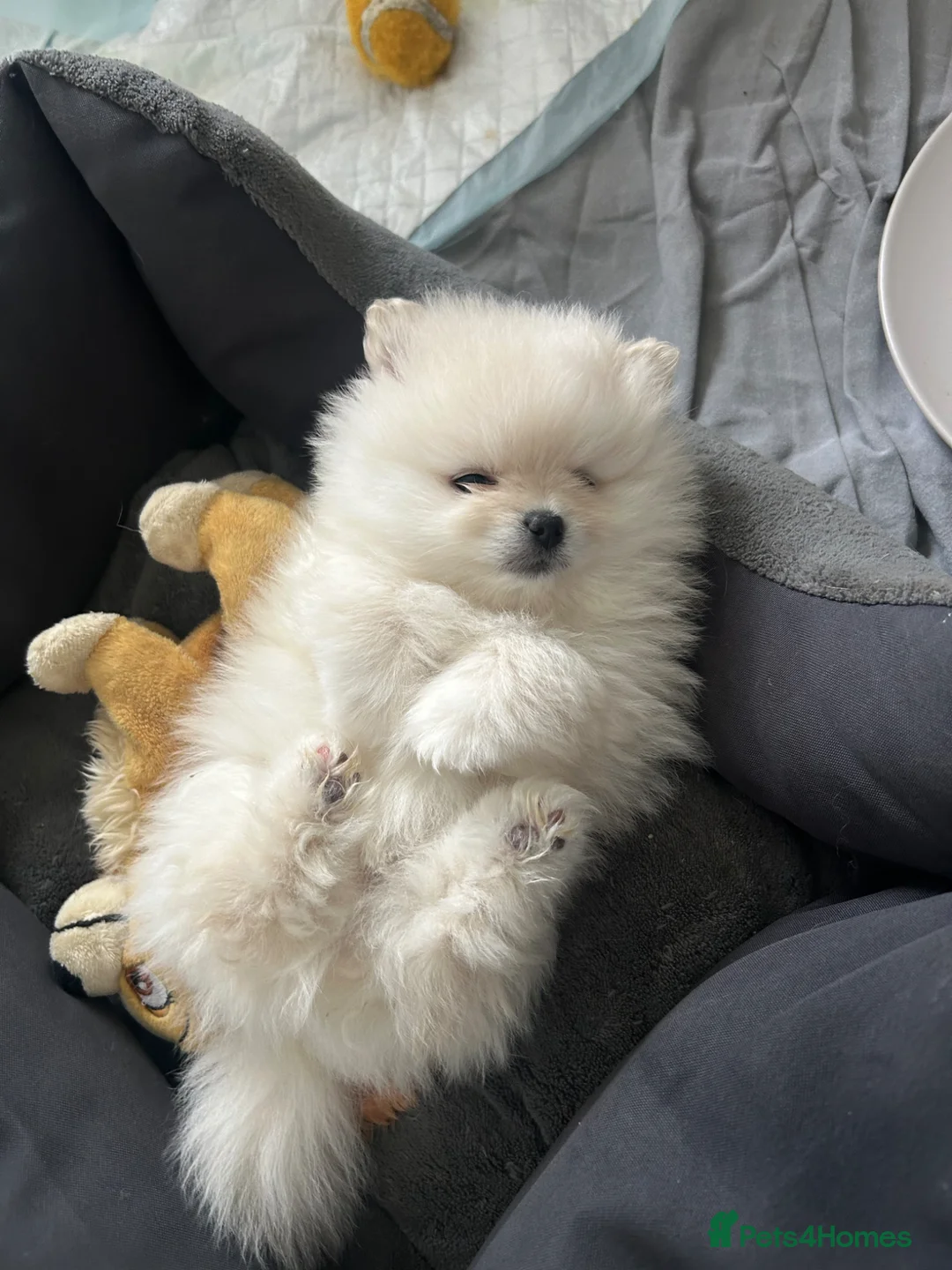 Pomeranian dogs for sale: Tiny Cream Pomeranian Boy  - Advert 1