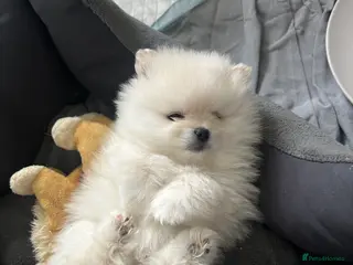 Pomeranian dogs Tiny Cream Pomeranian Boy - Advert 5