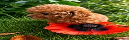 Toy Poodle dogs for sale: Stunning Asian Toy Poodle Puppies – Ready Now 🐾 - Advert 8