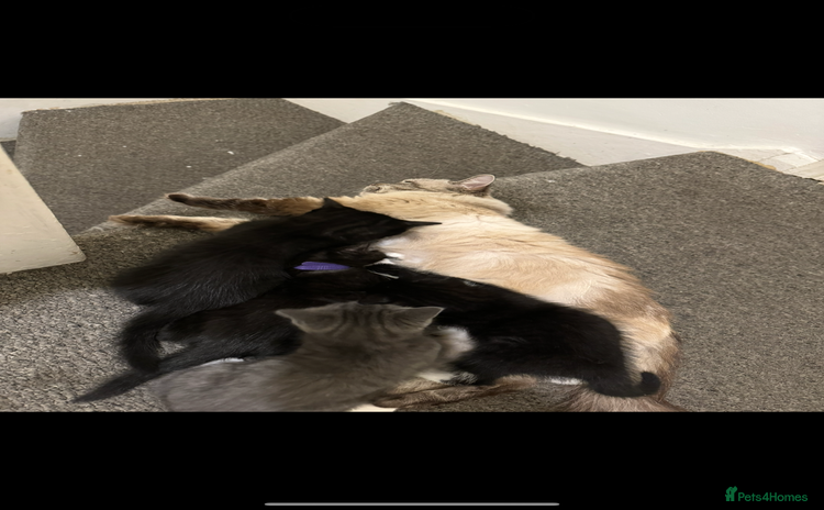 Mixed Breed cats - Advert 11
