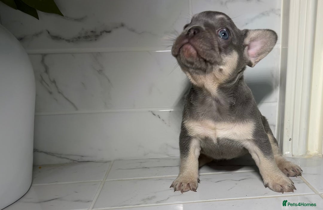 French Bulldog dogs for sale: 7 week old kC French bulldogs - Image 6