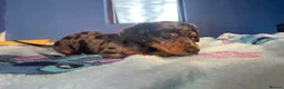 Dachshund dogs for sale: Beautiful dachshund/sausage dog pups for sale  - Advert 14
