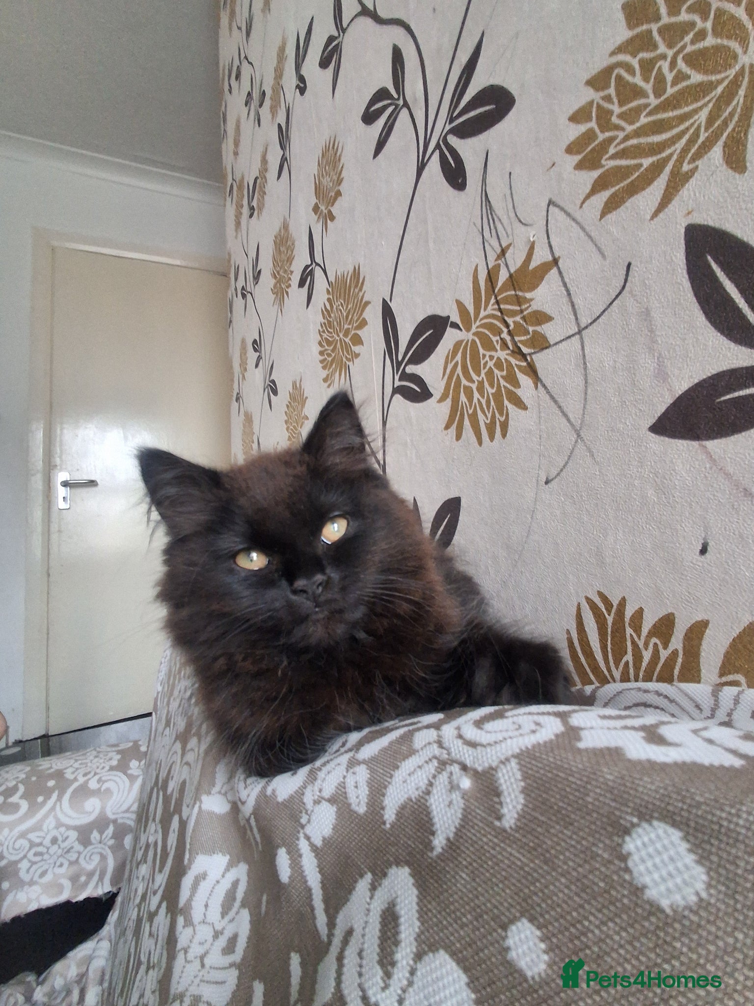 Mixed Breed cats Turkish Angola mix breed - Advert 1