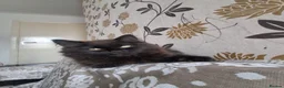 Mixed Breed cats for sale: Turkish Angola mix breed in Birmingham - Advert 1
