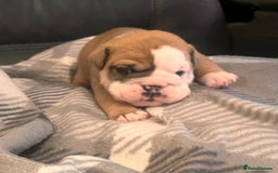 English Bulldog dogs for sale: Kc reg English bulldog puppies 🏴󠁧󠁢󠁥󠁮󠁧󠁿 - Image 20