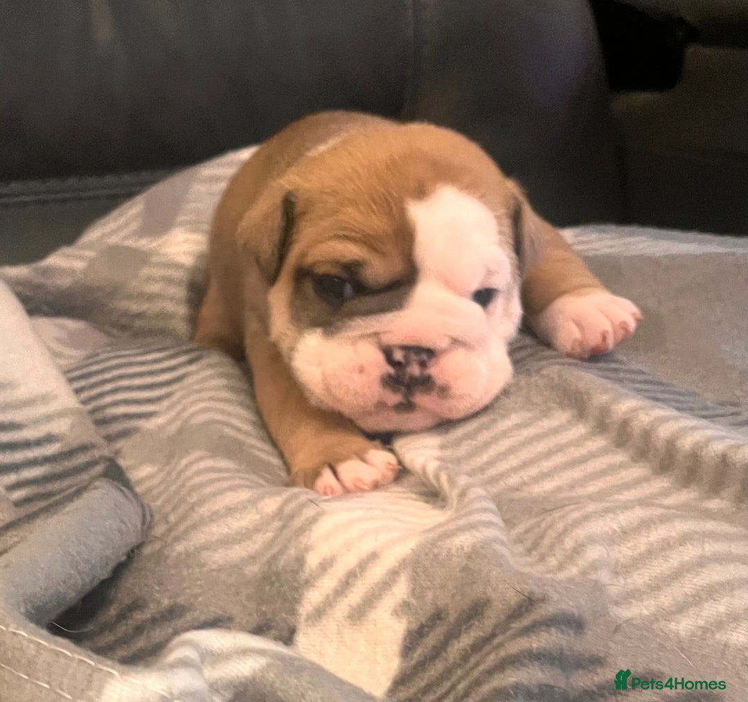English Bulldog dogs for sale: Kc reg English bulldog puppies 🏴󠁧󠁢󠁥󠁮󠁧󠁿 - Image 20