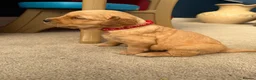 Golden Retriever dogs for sale: Kennel Club Golden Retriever Puppies Health Tested - Advert 15